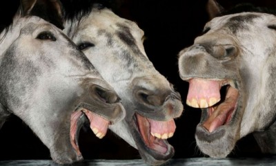 pspspsfee_for_use_three_horses_laughing