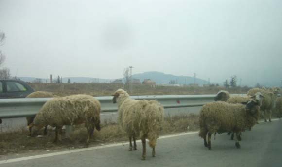 овце-на-пътя