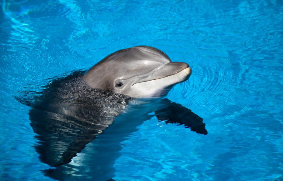 делфинче