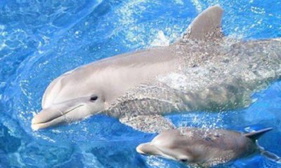 делфинsafe_image (1)