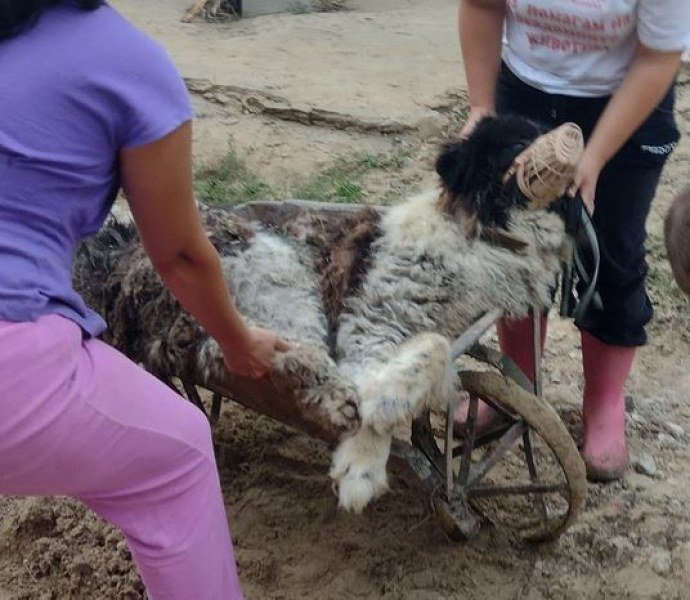 iskritsa-zhivot-izvadiha-kuche-izpod-428